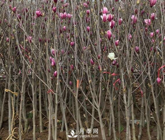 红玉兰树的病害防治要怎么做？(图1)