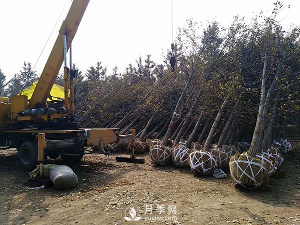 大规格苗木装运技巧，移植技术有哪些技巧？(图1)