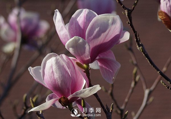 如何区分广玉兰、白玉兰和二乔玉兰？(图3)