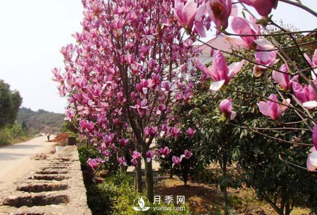 紫玉兰大班病的症状及治疗方法介绍(图1) 紫玉兰大班病的症状及治疗方法介绍(图1)