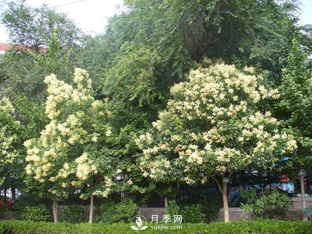 如何让河南大叶女贞生长的更加优质?(图1) 如何让河南大叶女贞生长的更加优质?(图1)