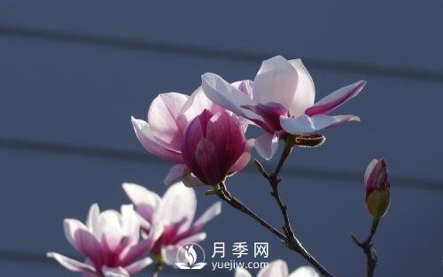 二乔玉兰批发的繁殖方法是怎样的？(图1)