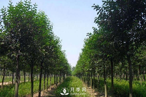 大叶女贞平时应该怎么进行养护?(图1) 大叶女贞平时应该怎么进行养护?(图1)