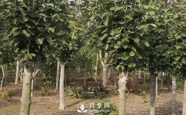 8-15公分红白黄玉兰量大，还有娇红一号，需要的朋友赶快联系哦(图2)