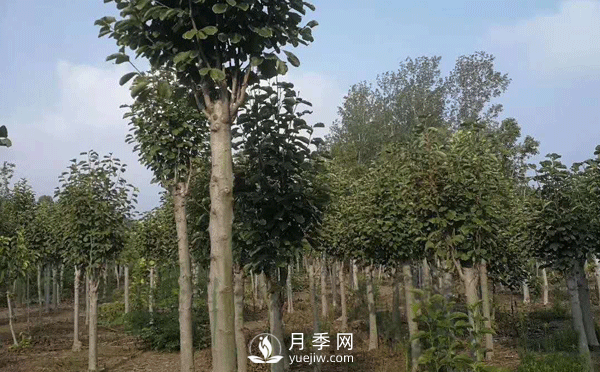 8-15公分红白黄玉兰量大，还有娇红一号，需要的朋友赶快联系哦(图3)