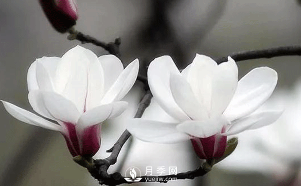 要想养护好白玉兰盆景，要注意土壤，阳光水肥几个方面的工作(图1)