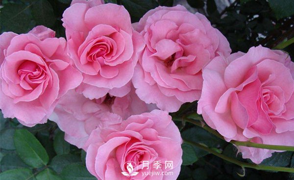 温室月季小苗种植需要注意哪些事项?(图1) 温室月季小苗种植需要注意哪些事项?(图1)