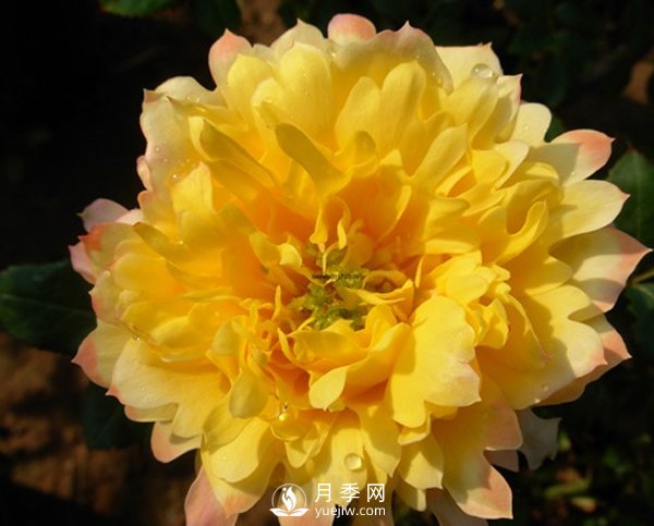 月季叶片发黄不止一个原因，不对症处理后果很严重！(图1)