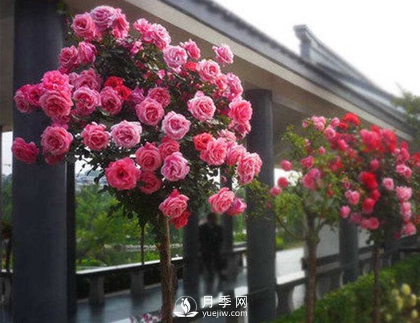 春天月季只长叶子不开花是哪里养殖出问题了(图1)