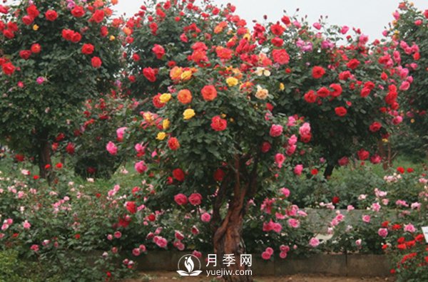月季不同的季节养护需要不同的技巧？秋季该如何养殖(图1)