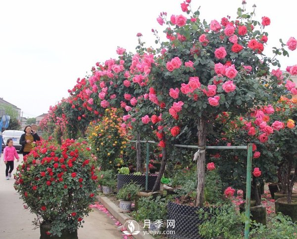 南阳树状月季冬季长小芽要怎么办？(图1)