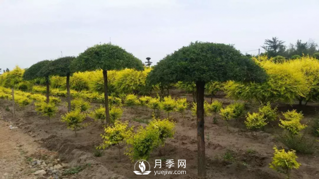 说说中国人自己知识产权的彩叶苗木，金叶榆(图2)