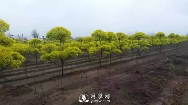 说说中国人自己知识产权的彩叶苗木，金叶榆(图3)