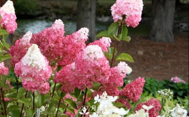 13种耐寒的盆栽花卉，零下20多度可存活，大部分南方也能种(图15)