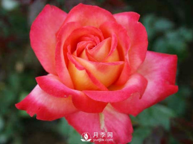 月季网介绍嫁接月季的方法(图1)