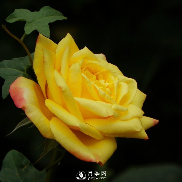 月季日光温室栽培技术定植和适时采收时需要注意什么(图1)