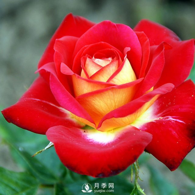 月季花与家居怎么搭配好？南阳月季告诉你(图1)