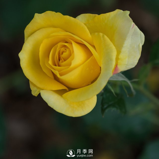 树状月季批发商为大家介绍月季日光温室栽培技术的田间管理(图1)