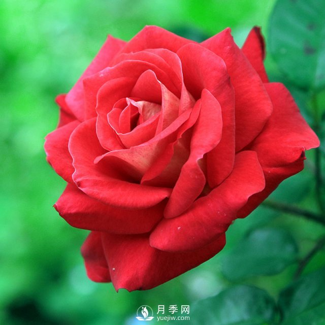 月季日光温室栽培技术的适栽品种有哪些？树状月季批发商告诉你(图1)