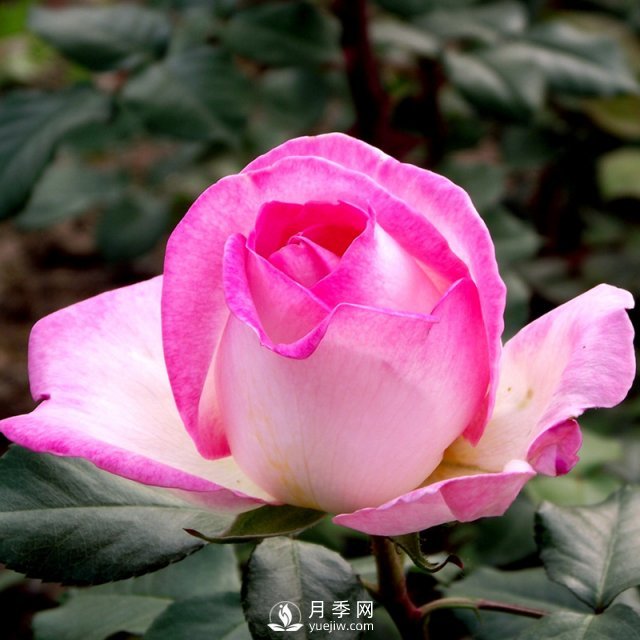 南阳石桥月季育苗期管理(图1) 南阳石桥月季育苗期管理(图1)