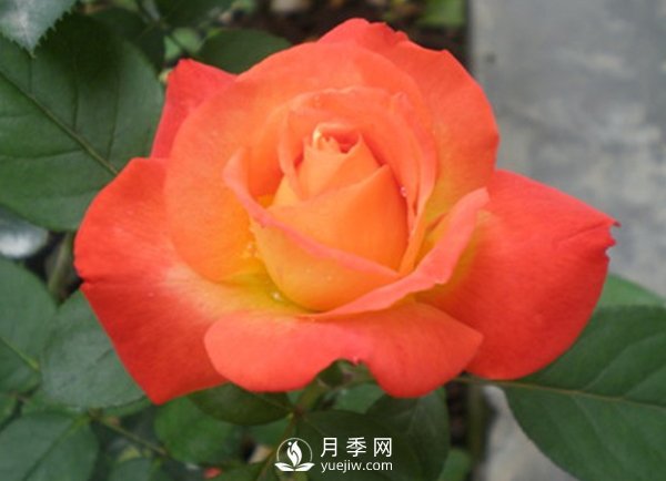 月季上肥技能(图1)