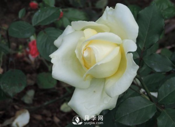 月季栽培月季园秋末冬初的办理(图1)