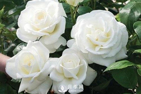 珍妮莫罗月季Jeanne Moreau推荐(图1)