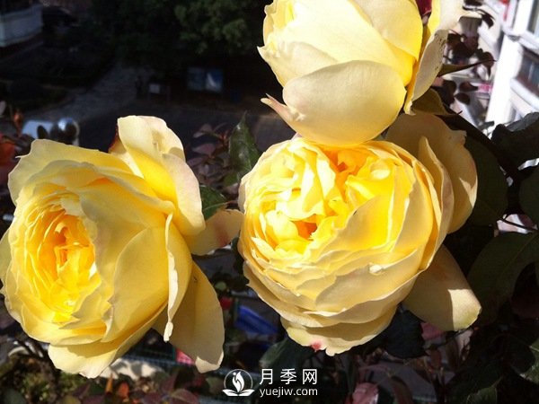 阳光古董月季Sunny Antike推荐(图2)