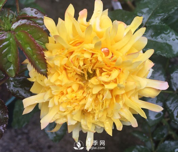 烟花波浪月季推荐(图1) 烟花波浪月季推荐(图1)