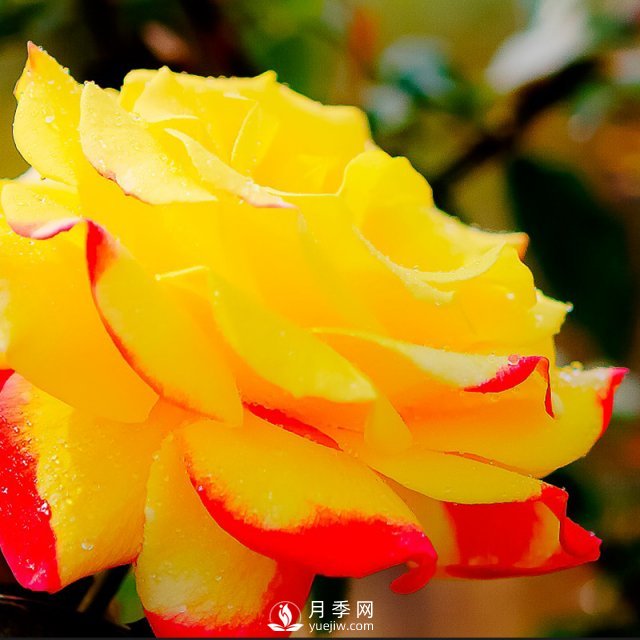 藤本月季虫灾有哪些？如何防治(图1)