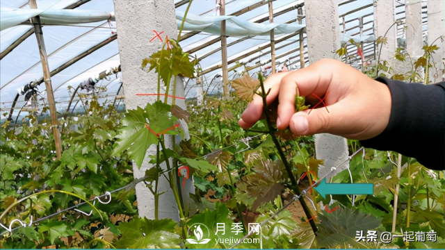 掌握规律合理摘心，让阳光玫瑰葡萄听话(图2)