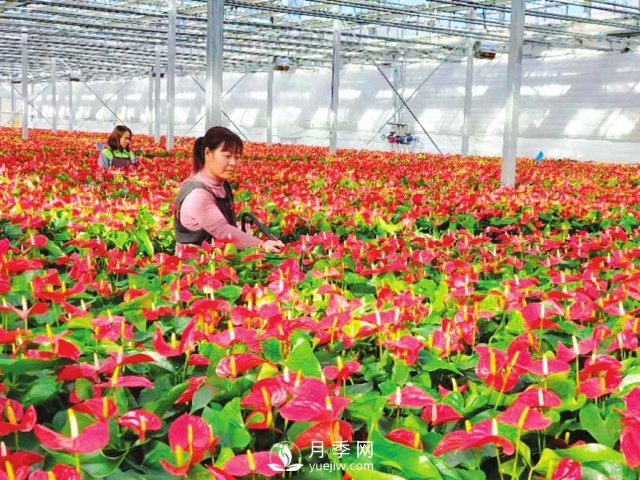 临汾大宁：花卉经济助力产业转型(图1)