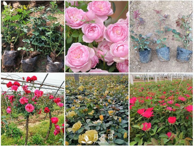 月季批发，月季小苗(图1)