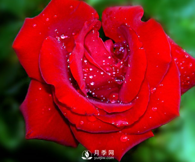 月季扦插有哪些方法，月季叶面施肥有哪些需要注意的(图1)