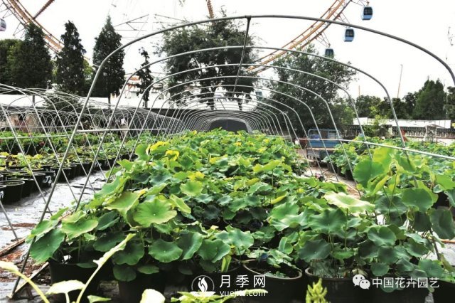 荷花种质资源库：关注热带型荷花 带动云南荷花产业(图3)