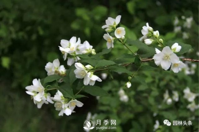 发展乡土特色花灌木，这10种是潜力股(图3)