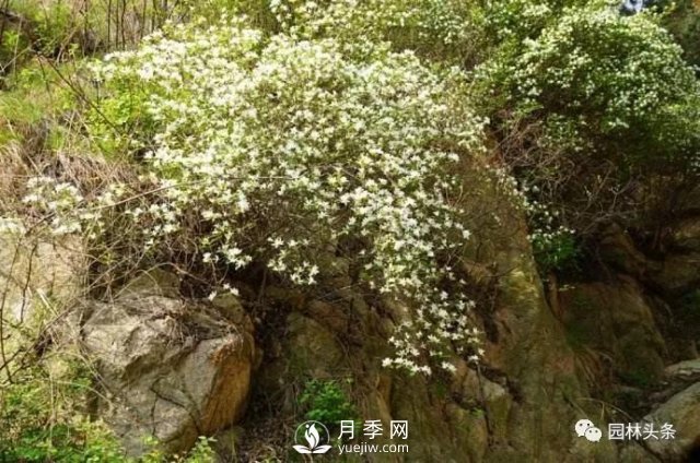 发展乡土特色花灌木，这10种是潜力股(图11)