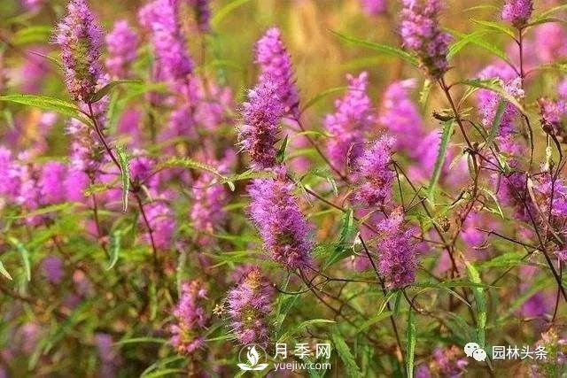 发展乡土特色花灌木，这10种是潜力股(图6)