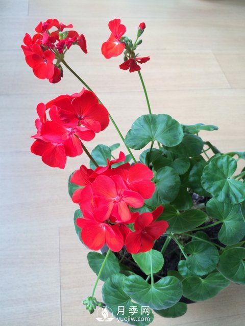 适合养殖在南阳台上的花卉植物(图7)