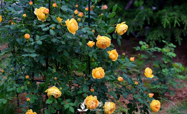 想要盆栽月季开花，这四个条件一定要满足(图1)