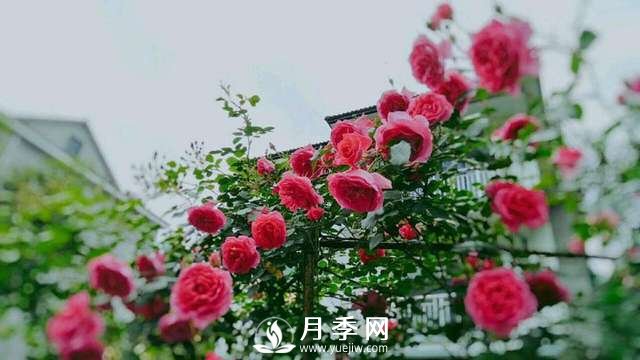 最耐阴的藤本月季，你知道吗(图2)