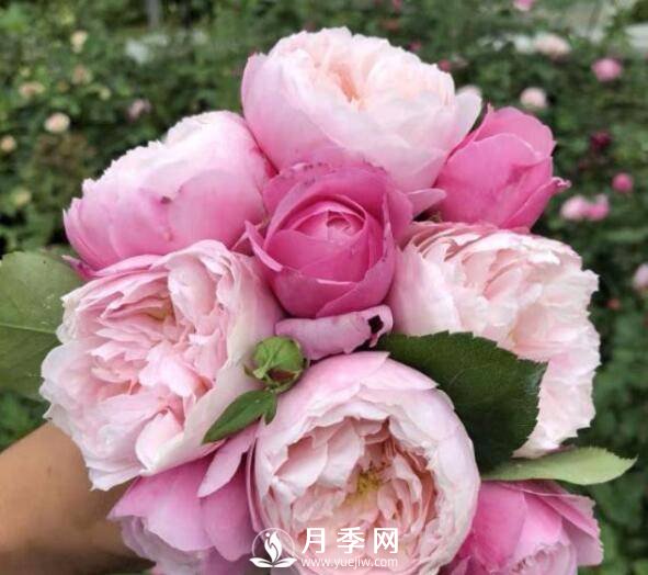 羽毛月季太美，见过的人，一眼就相中(图1)