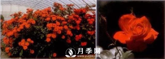 俞红强团队自育月季新品种有哪些?(图3) 俞红强团队自育月季新品种有哪些?(图3)