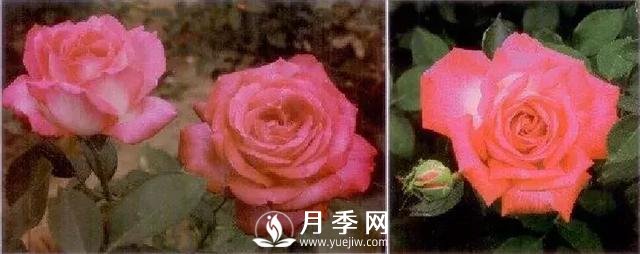 俞红强团队自育月季新品种有哪些?(图1) 俞红强团队自育月季新品种有哪些?(图1)