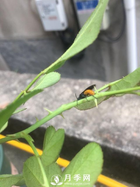 月季网分享月季常见的各种虫害图集(图10)