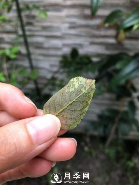 月季网分享月季常见的各种虫害图集(图3)