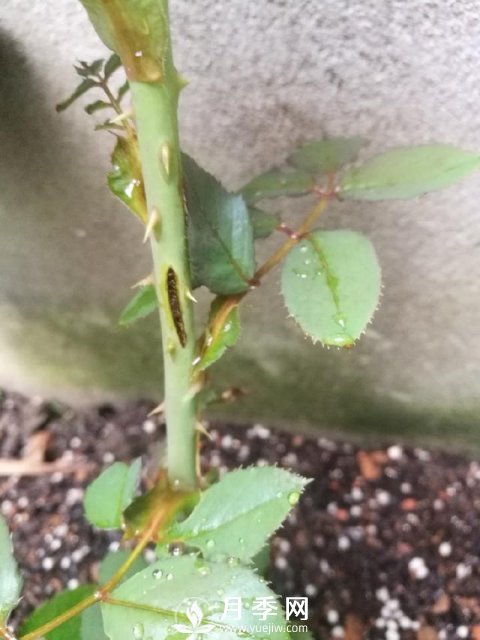 月季网分享月季常见的各种虫害图集(图8)