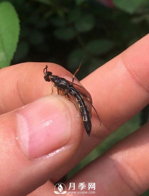 月季网分享月季常见的各种虫害图集(图9)