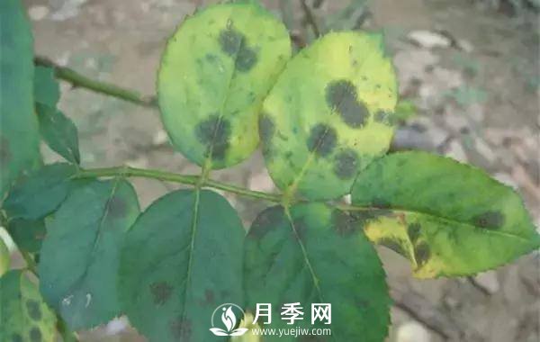 养护好月季花，这些虫害技巧你要知道(图1)