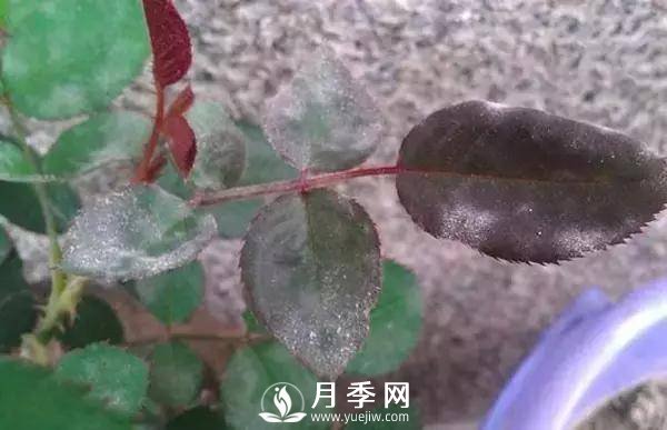 养护好月季花，这些虫害技巧你要知道(图3)